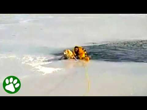 Hero Officer Pulls Dog from Icy Water #Video