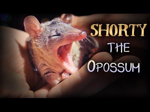 Shorty, The Cutest Opossum In The World