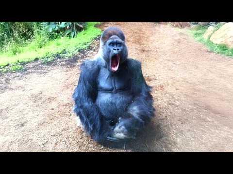 You Won't Stop Laughing At These Hilarious ANIMALS #Video