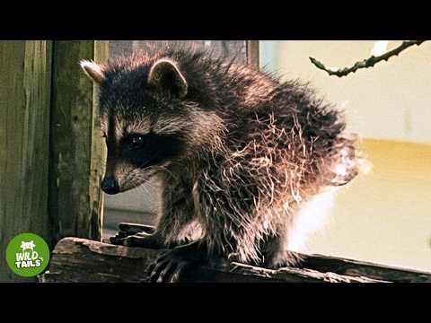 This Wild Rescued Raccoon Has No Neck, But His Family Loved Him Just The Way He Is #Video