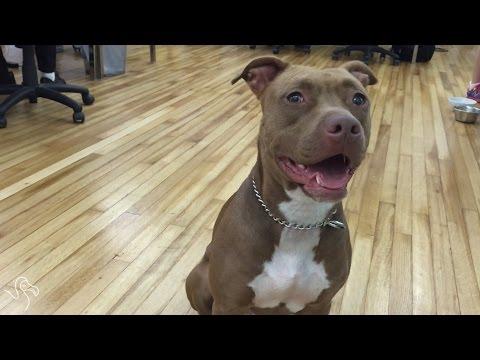 Pros & Cons Of A Pit Bull | Dog Breeds