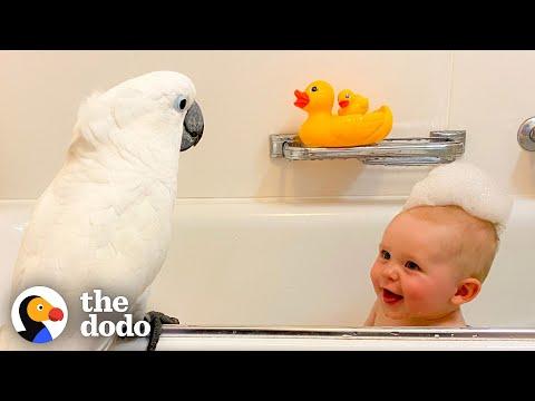 Cockatoo And Baby Boy Do Everything Together #Video