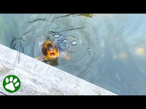 Koi Fish Surprises Everyone With His Big Personality #Video