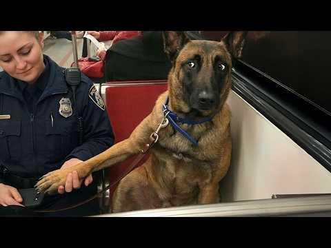 Don't Let These Serious Malinois Fool You, Look at This #Video