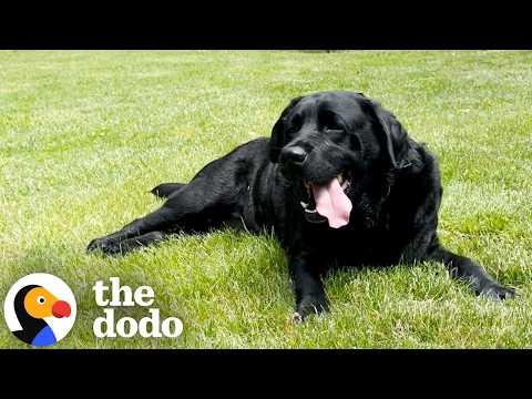 When The Dog You're Dog Sitting Becomes Your Son #Video