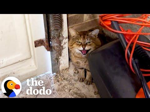 Tomcat Takes A Year To Finally Come Inside Woman's House #Video