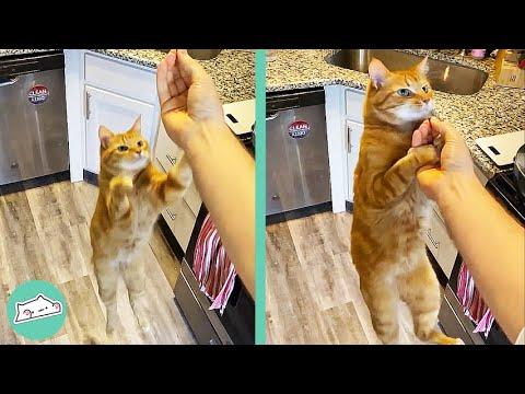 Cat Will Hang on Guy's Hand Before He Give Her a Snack #Video