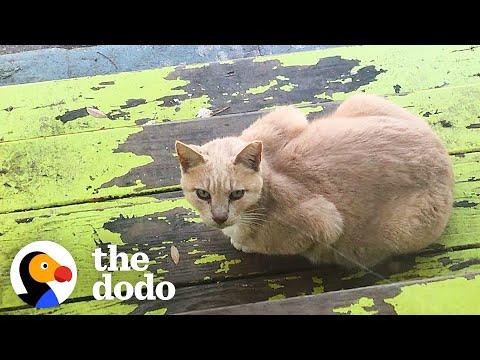 Woman Turns Backyard Shed Into An Apartment For Stray Cats #Video