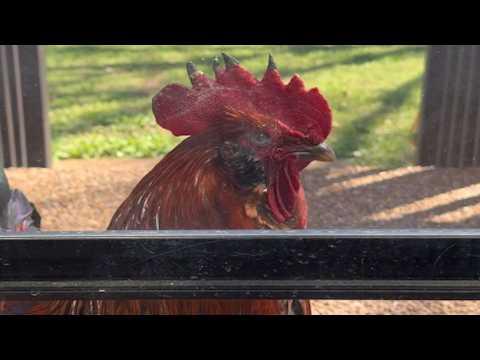 Mystery chicken shows up at woman's door. Then things get weird. #Video