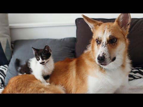Most FUNNY and CUTE Cats and Dogs Playing Together 