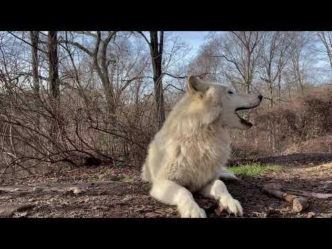 Nikai the Wolf Sings it Out! #Video