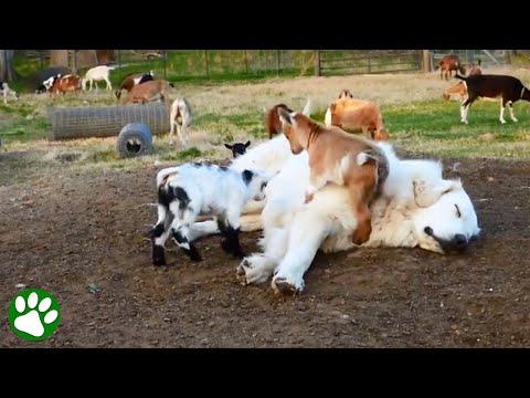 Baby Goats Jumping On Sleeping Great Pyrenees #Video