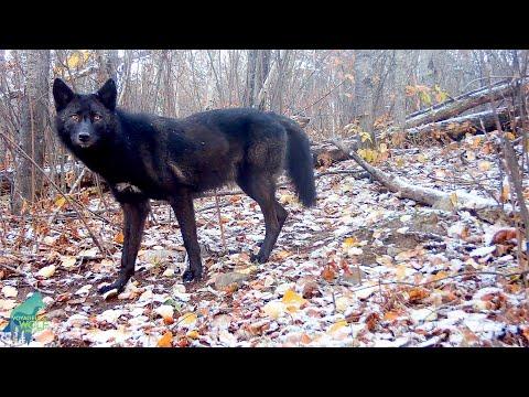 Stunning footage of a black wolf in Northern Minnesota #Video