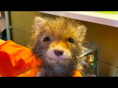 A Fox Who Became Attached To A Person After Being Saved #Video
