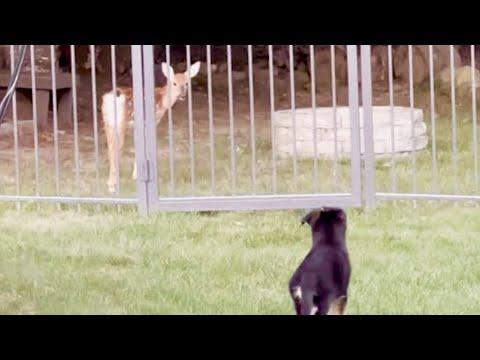 Wild deer visits dog friend every day #Video