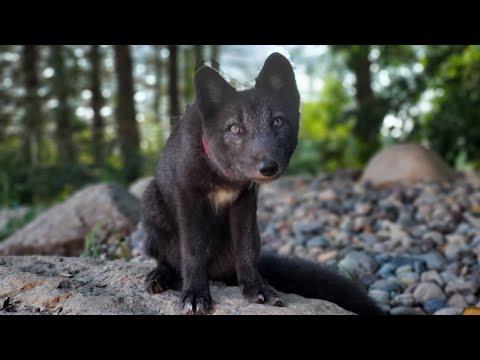 Arctic fox pup plays in the sprinklers #Video