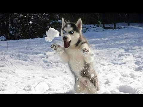 PUPPIES Seeing Snow for the First Time #Video