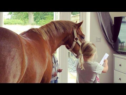 Pony Has Been In Love With Little Girl Since She Was Born #Video