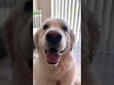 Owner Asks Dog Questions About Who Is a Good Boy And Whom Will They Cuddle #Video