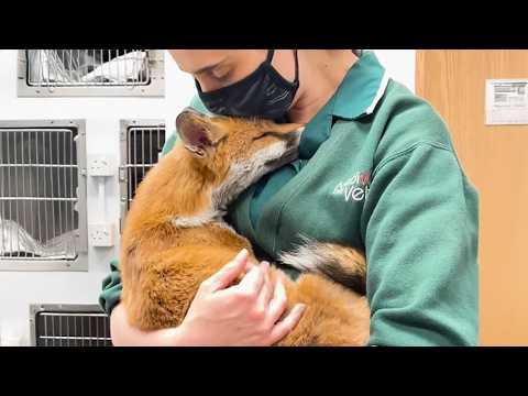 Some Say Animals Don’t Have Love… Watch This! #Video