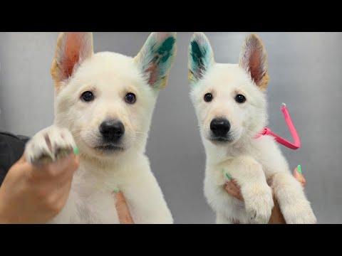 The Cuteness Aggression Is Real With This Adorable Little Shepherd Puppy #Video