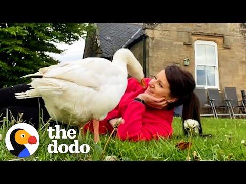 Protective Goose Thinks This Woman Is His Mate #Video