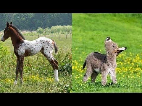 Cute Baby horse Videos Compilation You're Sure To Enjoy!