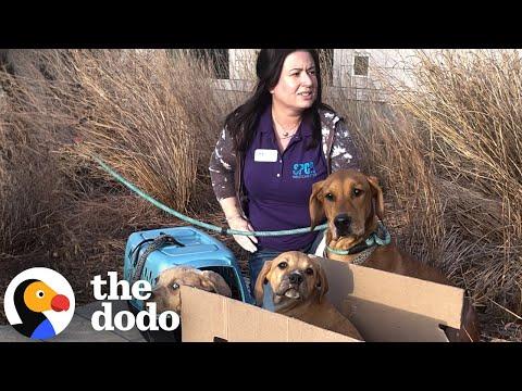 Mama Dog Left Outside Shelter Tied To Her Babies #Video