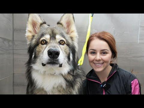 Today I groomed a DIRE WOLF  (and swam with Bull Sharks) #Video