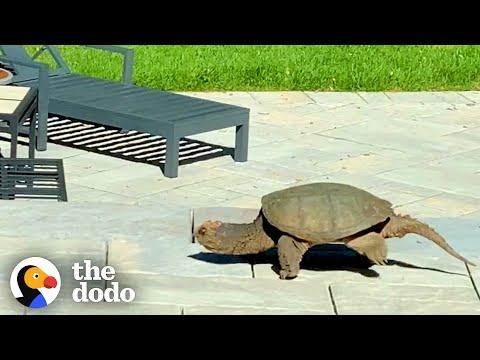 A Giant Snapping Turtle Showed Up This Family’s Yard With An Amazing Surprise. Video