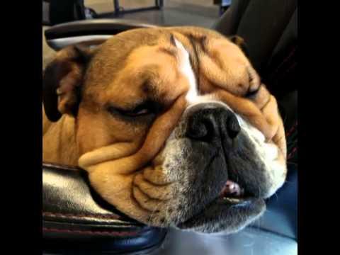 Bulldog Dreaming HARD