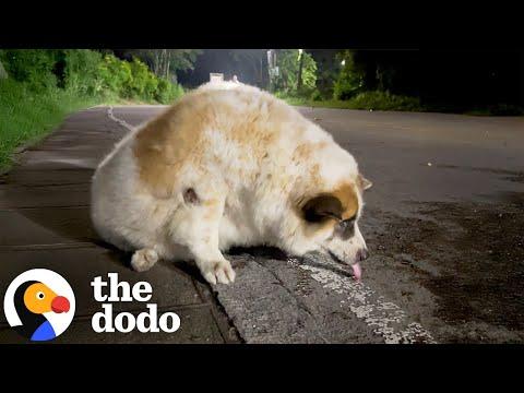 81-Pound Street Dog Goes On A Weight Loss Journey #Video