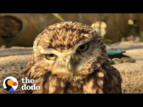 Man Films Owls To See What They Do When He’s Not Around #Video