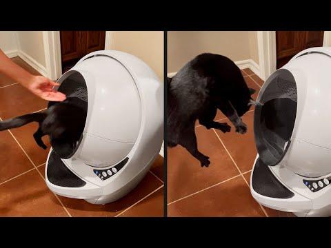 My Cat Is Broken | Your Daily Dose Of Pets #Video
