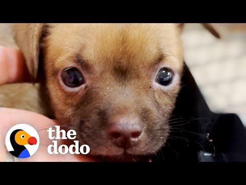 Foster Puppies Can't Believe It When Their Mom Gets Fostered Too #Video