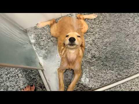 In Case You Didn’t Know… Not All Dogs Hate Bath Time #Video
