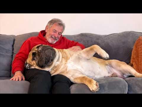 When Dogs Realize Grandpa’s House Is Basically Paradise #Video