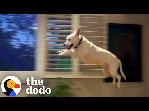Deaf Pittie Couldn’t Stop ‘Flying’ After Getting Adopted Just In Time #Video