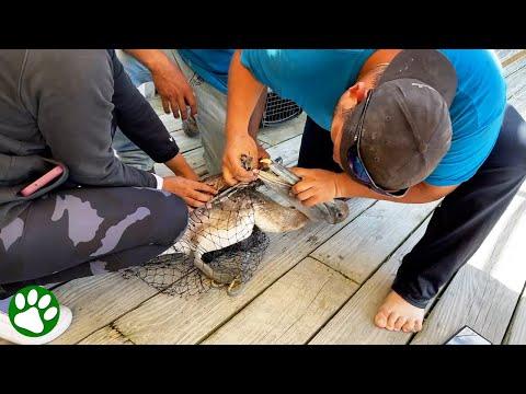 Brave dad frees helpless pelican from vicious hook #Video