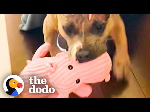 Rescue Pittie Can't Stop Smiling About Her Pink Plushie #Video
