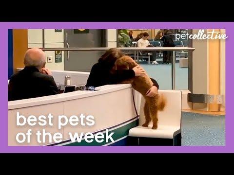 Best Pets Of The Week: DOG HUGS OWNER AT AIRPORT