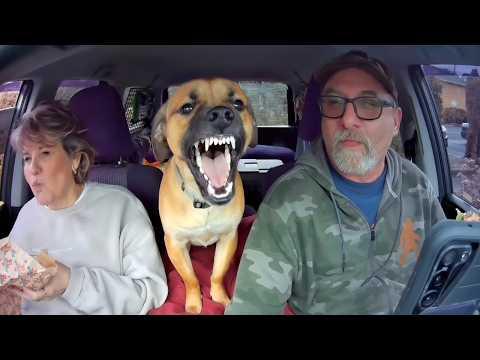 Dogs Can't Stop Being Dramatic With Their Owners #Video