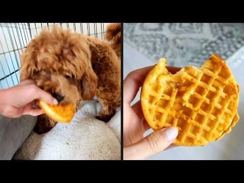 It Was Worth It | Your Daily Dose Of Pets #Video