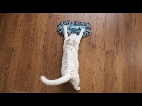When Your Cat Performs a One Cat Cleaning Show #Video