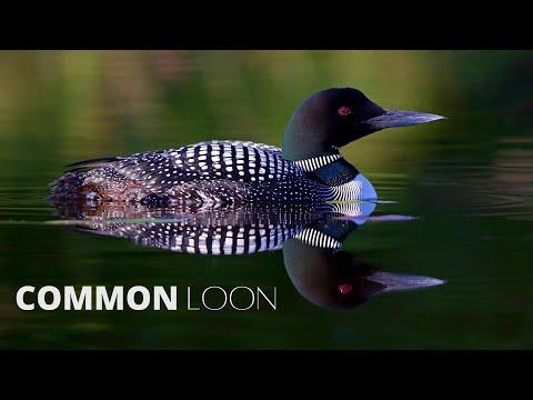 The Common Loon. Lesley the Bird Nerd #Video