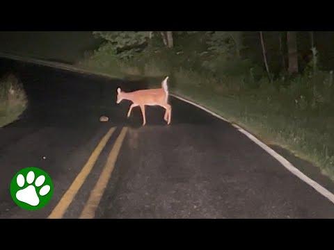 Mama Deer Won't Leave Her Baby's Side #Video