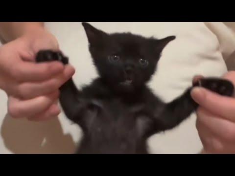 Cat mistakenly 'rescued' thinks I'm her mom #Video