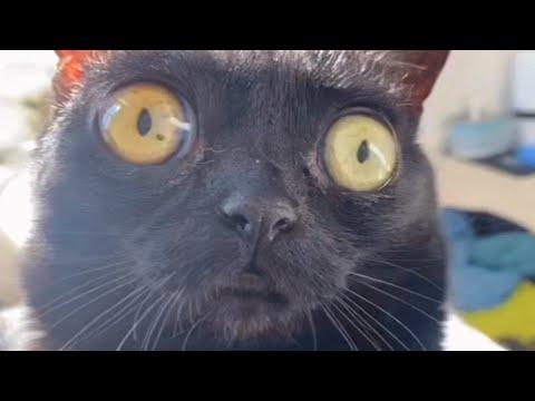 This black cat was rejected by her mom. Then a human took her home. #Video