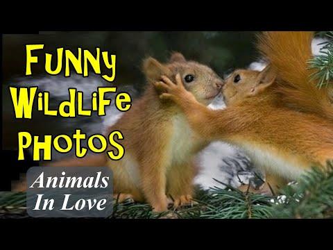 Funny Wildlife Photos Animals In Love #Video