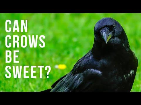 The Sweetness of Crows Video | Can Crows Be Sweet?